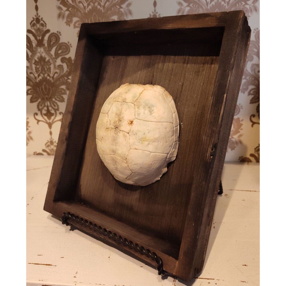 Eastern Box Turtle Fossil Shell in Rustic Wood Frame - Unique Wall Art Home Deco